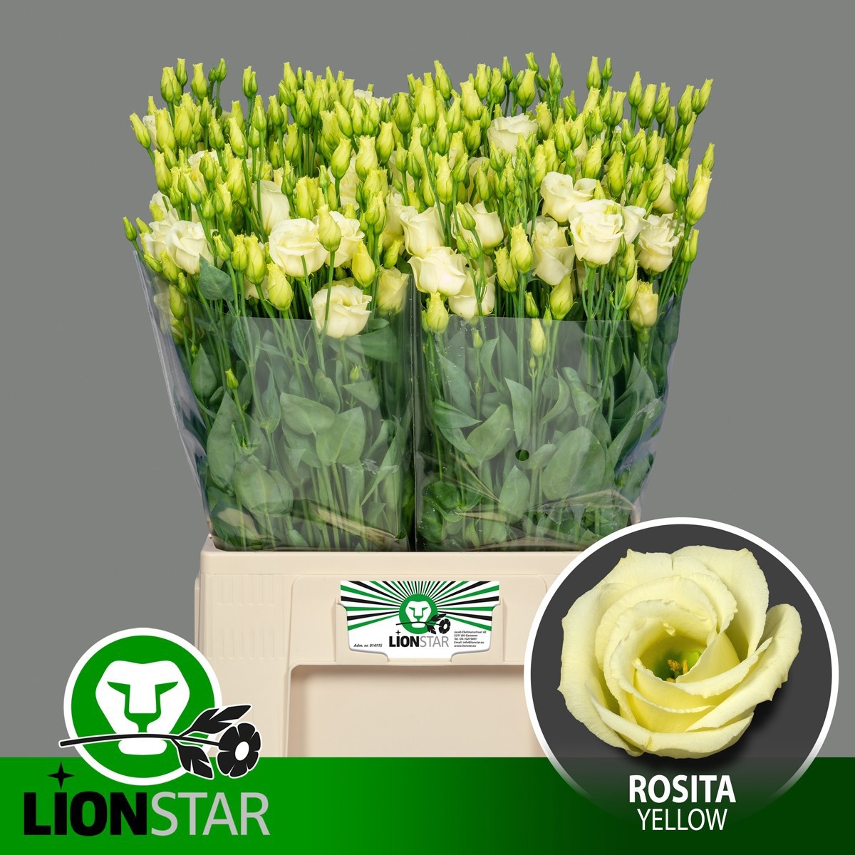 Lisianthus Double Rosita Yellow 60cm