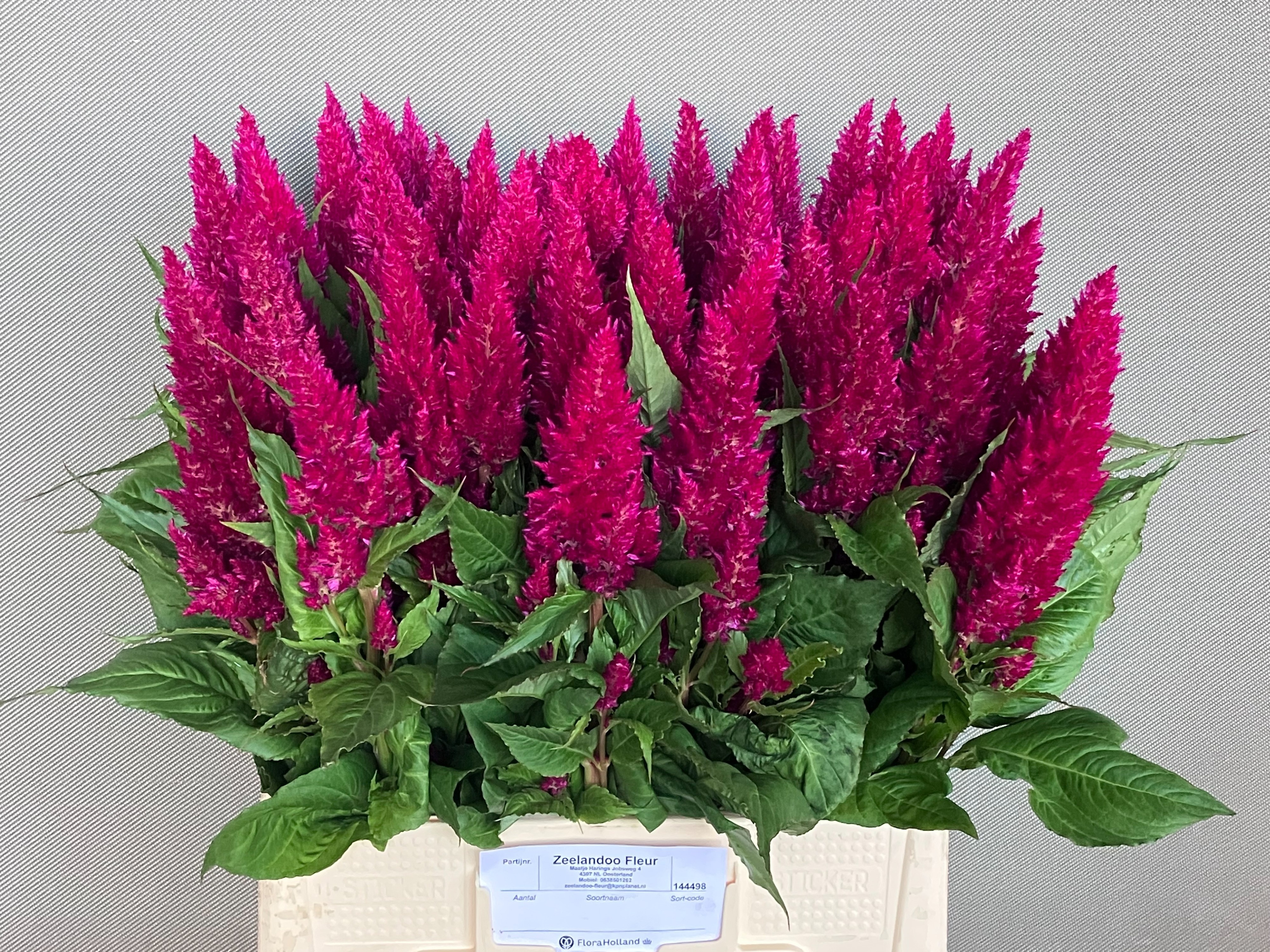 Celosia Feather Century Purple 60cm