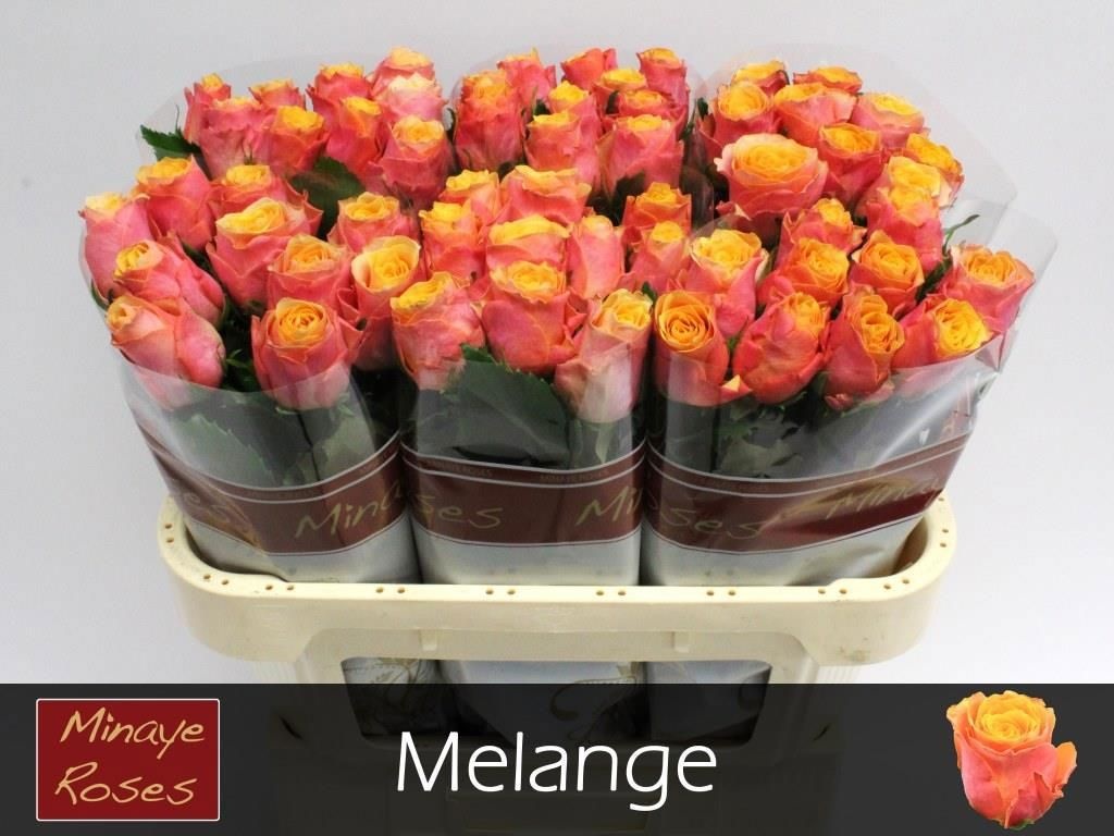 Rosa Melange 70cm