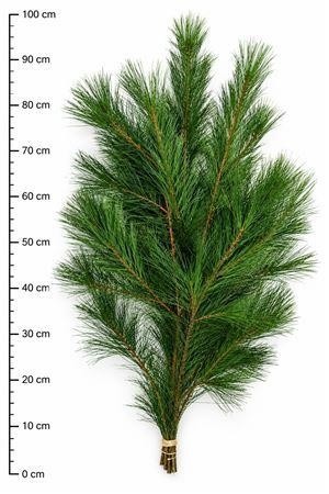 Pinus Strobus