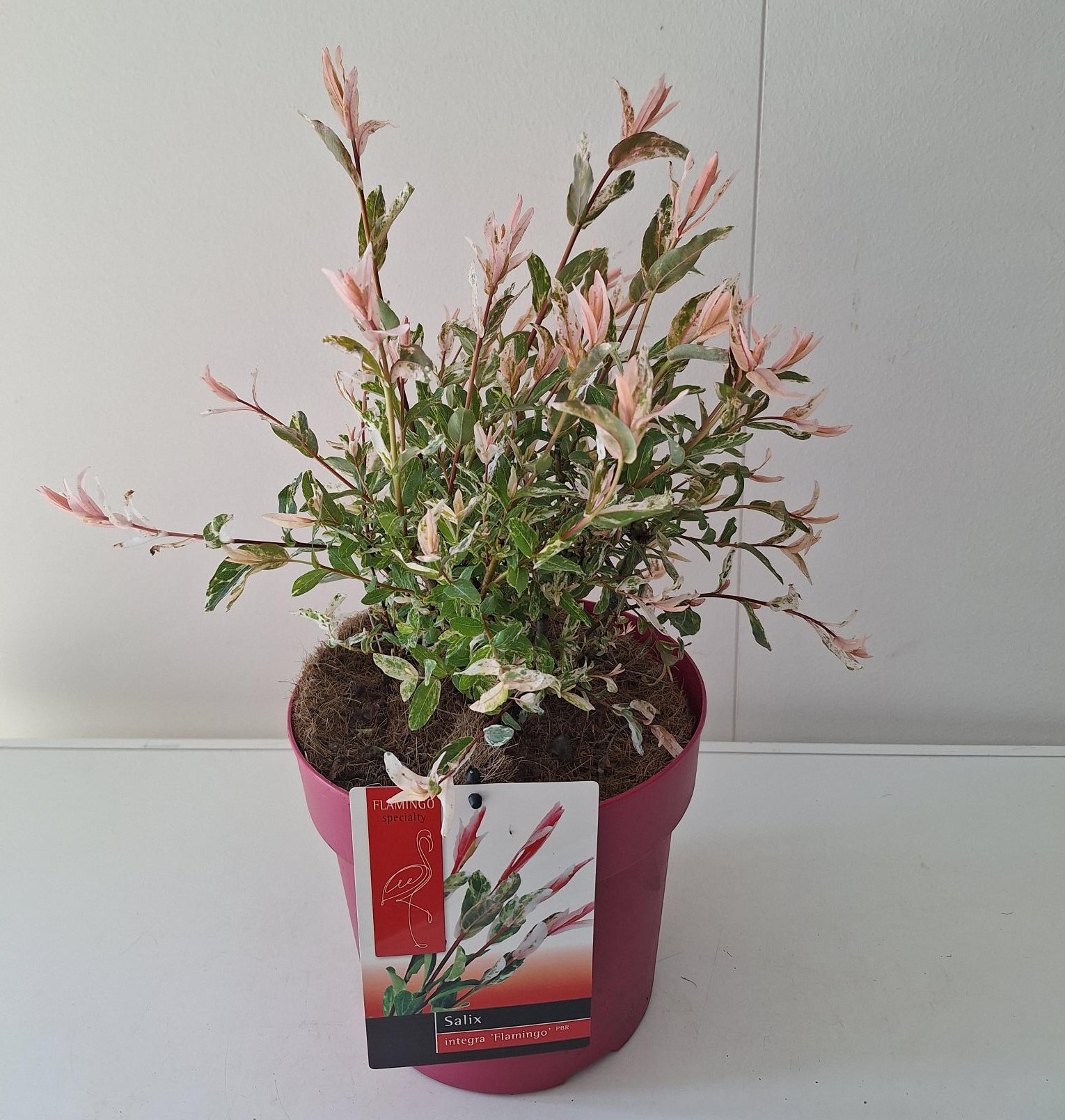 Picture of Salix Flamingo bush p21 Pink pot