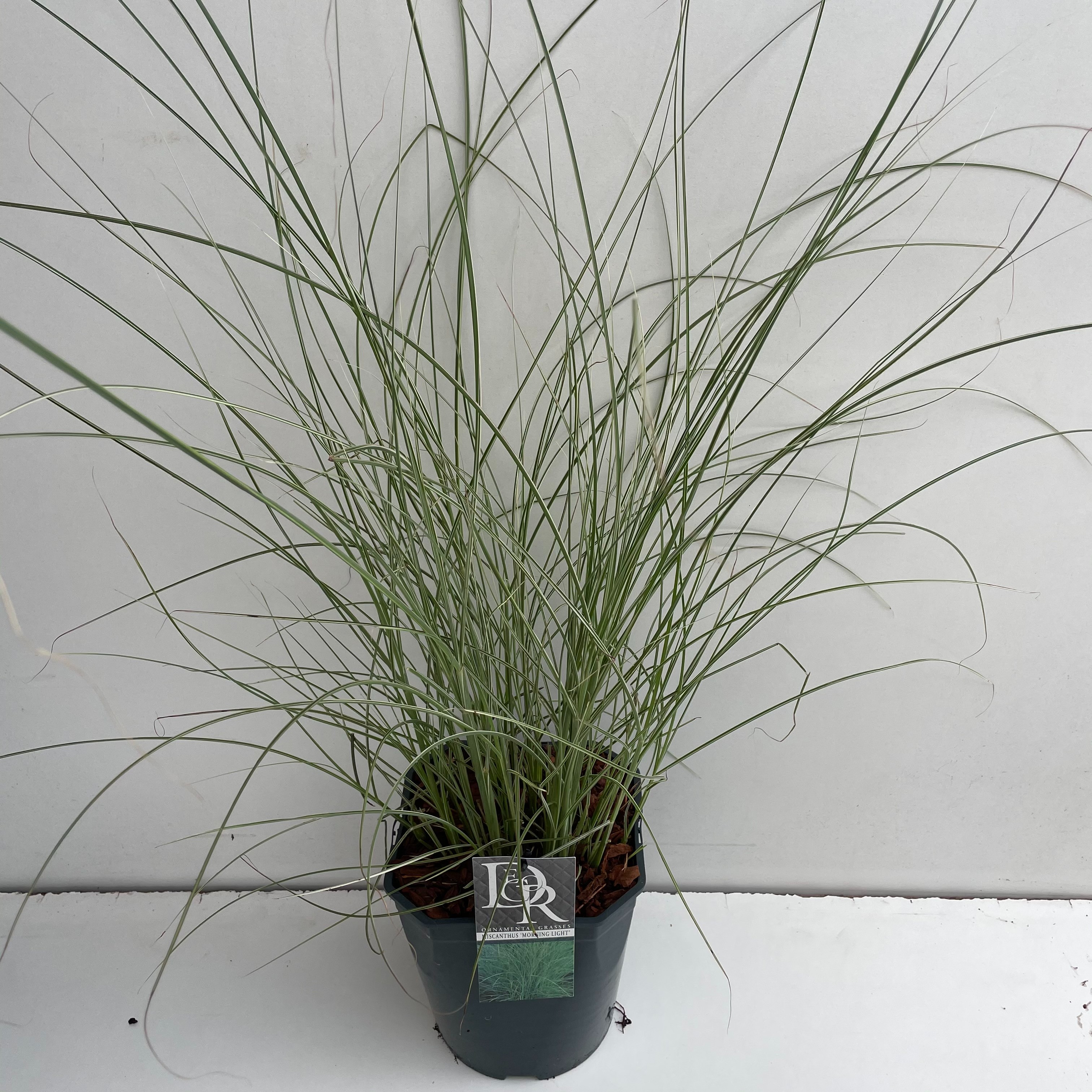 Picture of Miscanthus Morning Light P23 (5 Ltr) SQUARE (LOOSE)