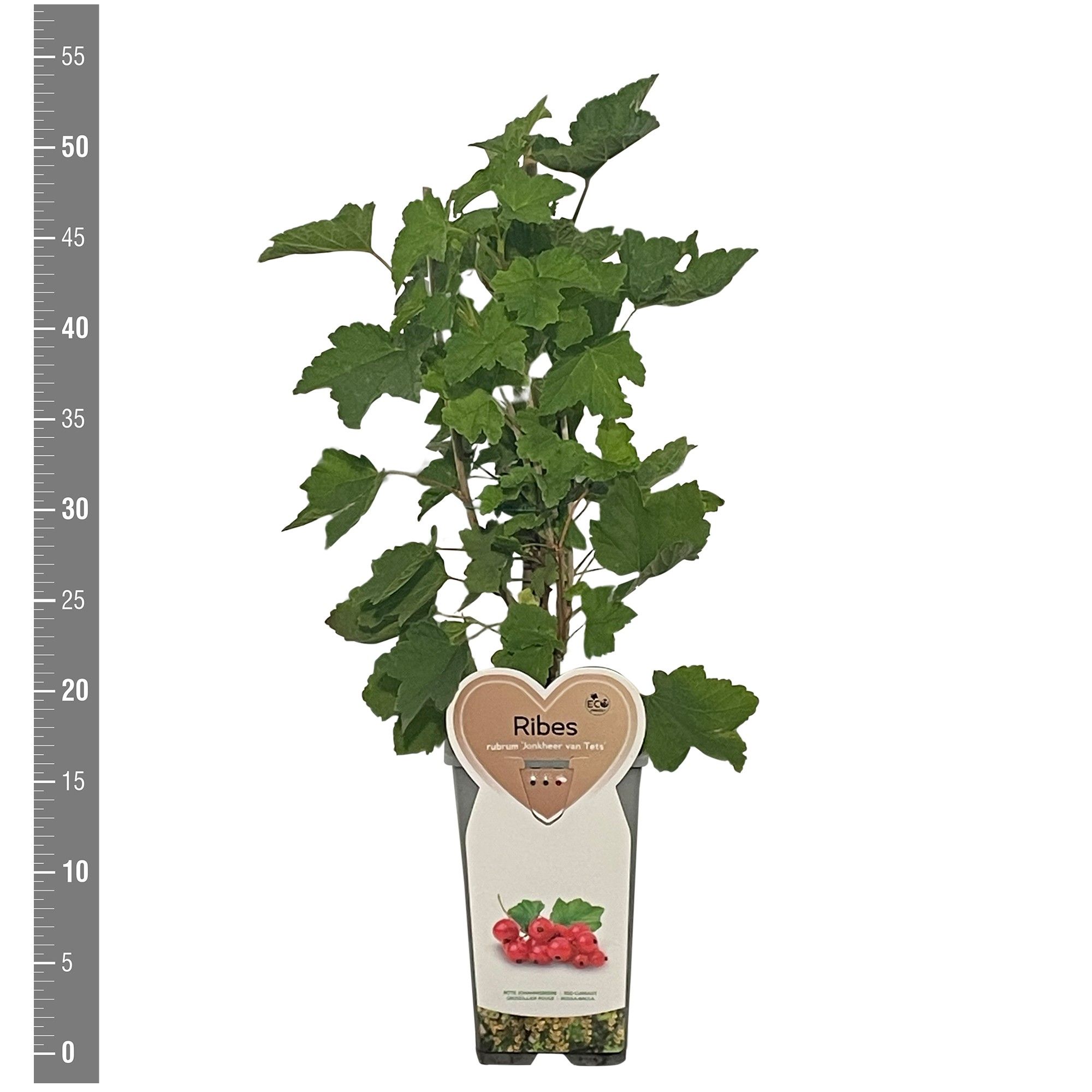 Ribes Kleinfruit Ribes r. Jonkheer van Tets 2 liter (rode bes)