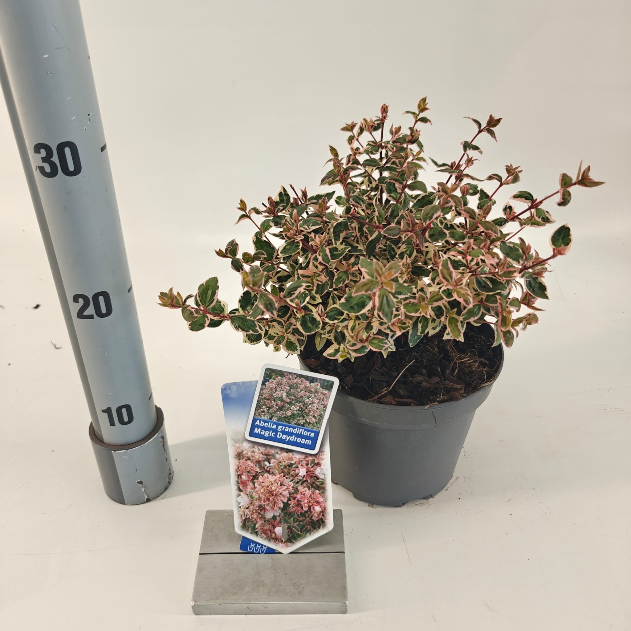 Picture of Abelia grandiflora Magic Daydream ('Opstal 103'PBR)