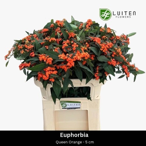 Euphorbia Spray Queen Of Orange 70cm