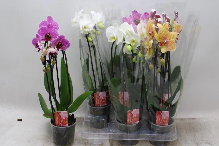 Phal El Cascade 12P 45H 2TAK 12bloem 23bloei
