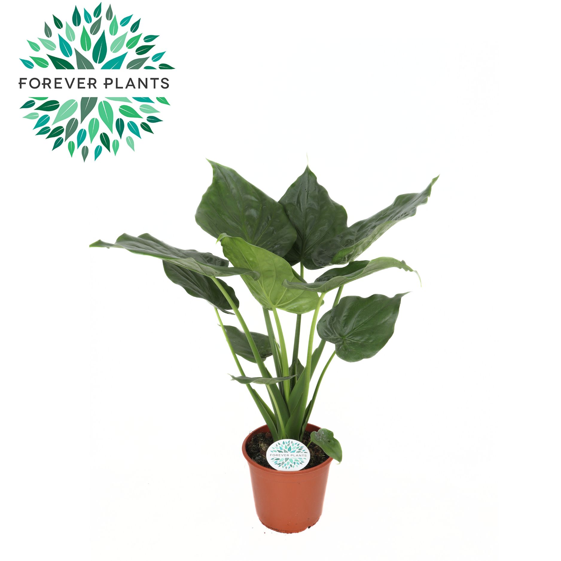 Picture of Alocasia Cucullata XL P24 90cm (LOOSE)