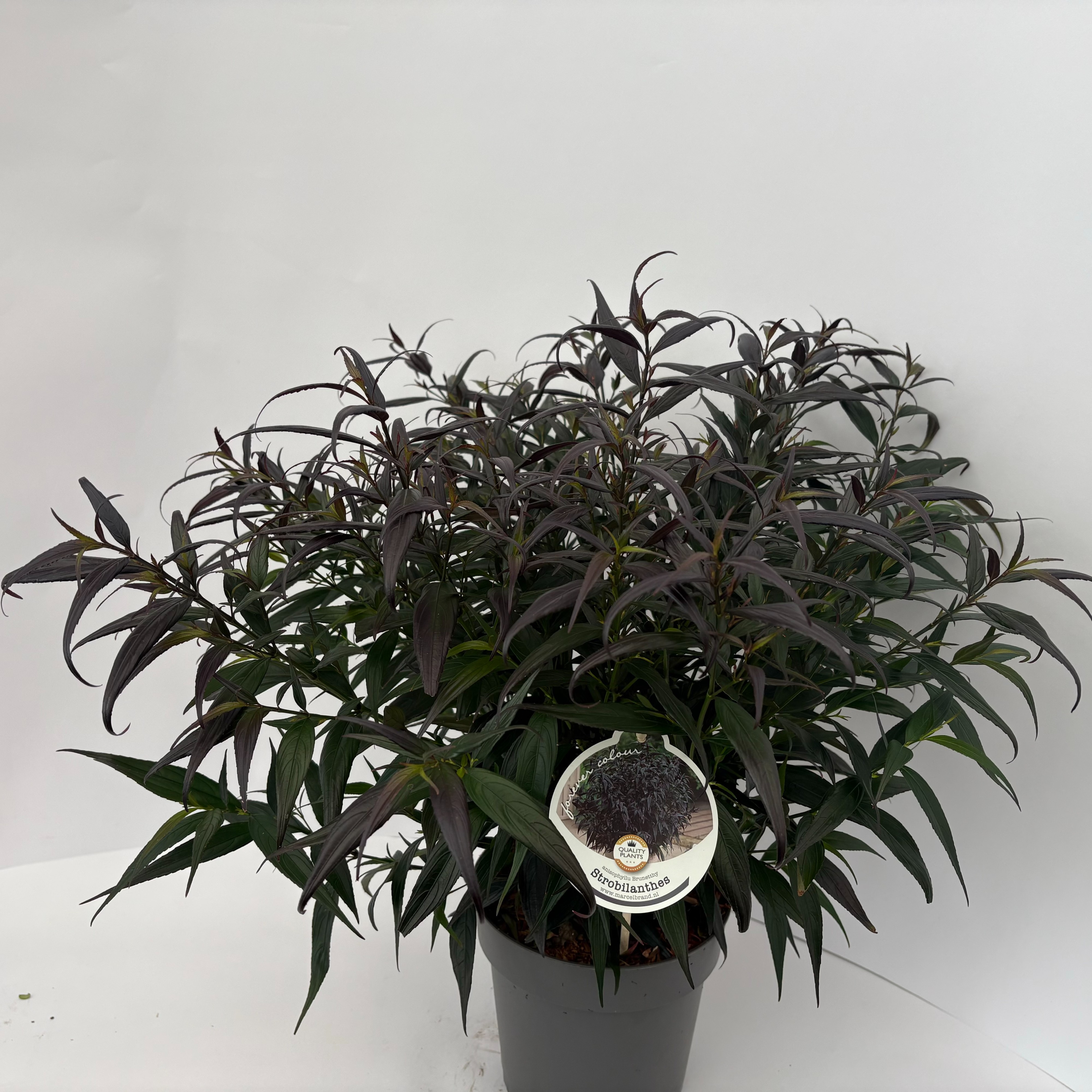 Picture of Strobilanthes anisop. Brunetthy P17 (2 Ltr)