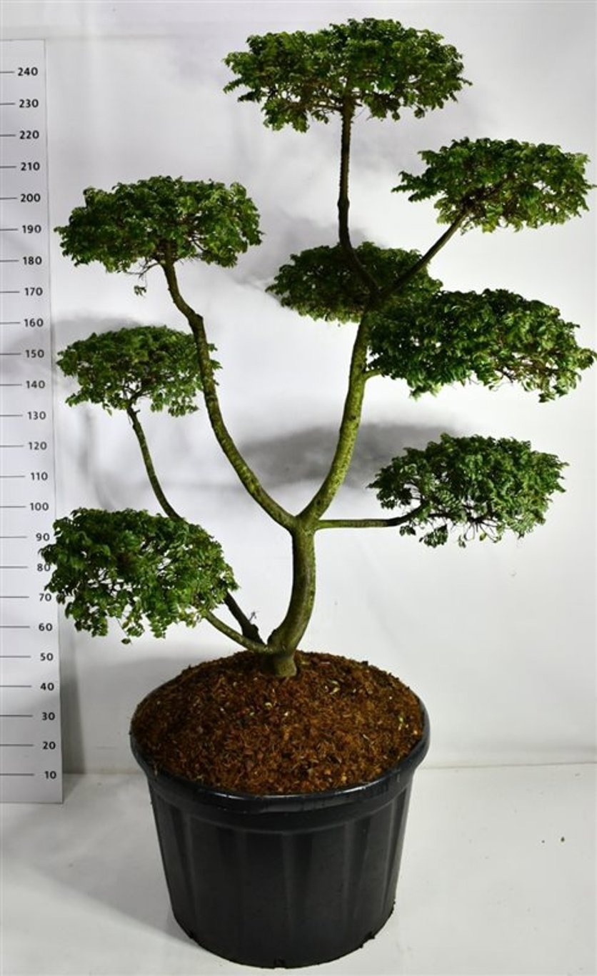 Ulmus "jaqueline Hillier"