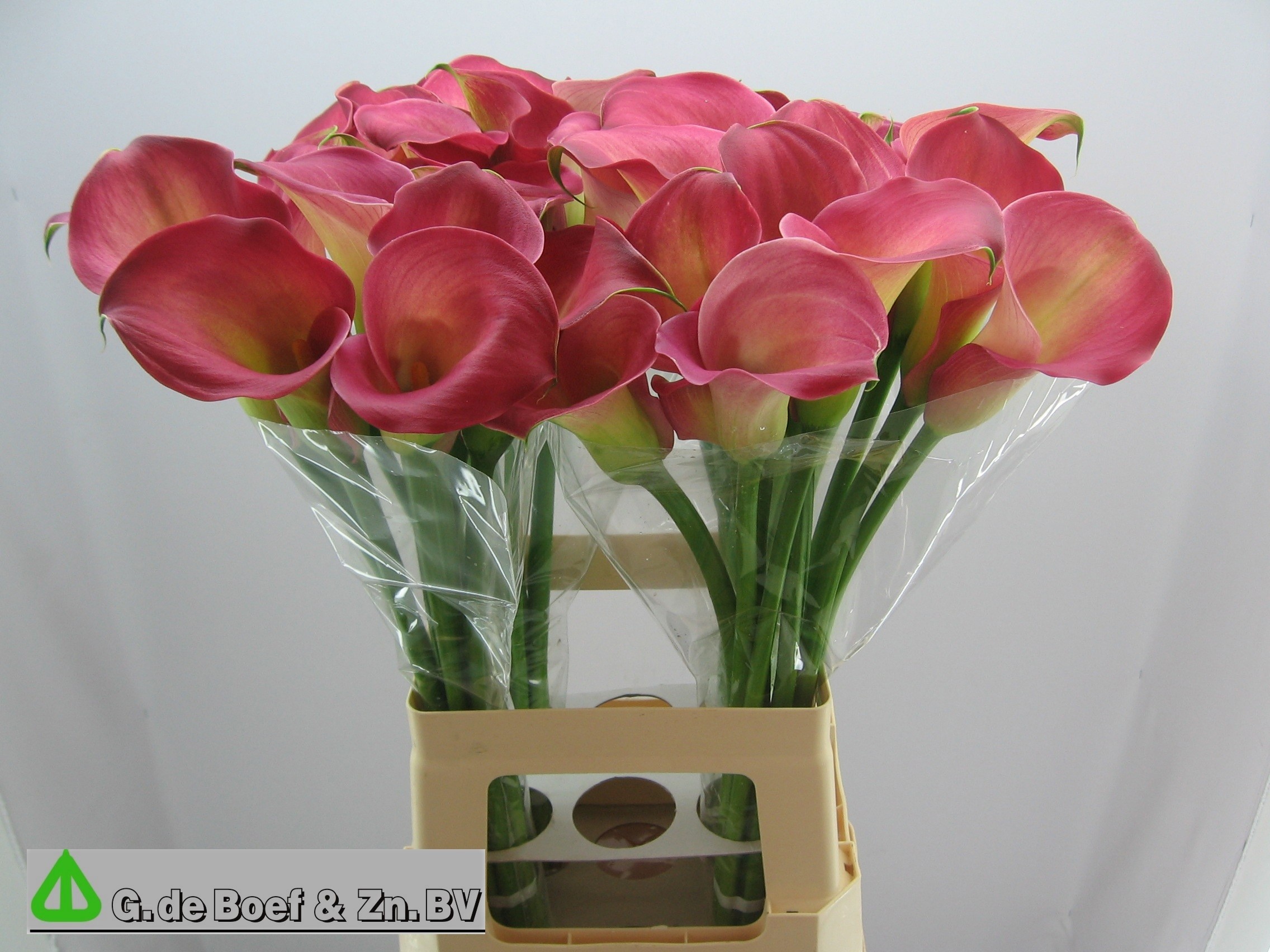 Calla Nashville 65cm