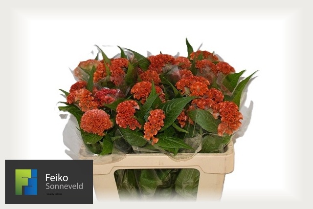 Celosia Reprise Orange 50cm