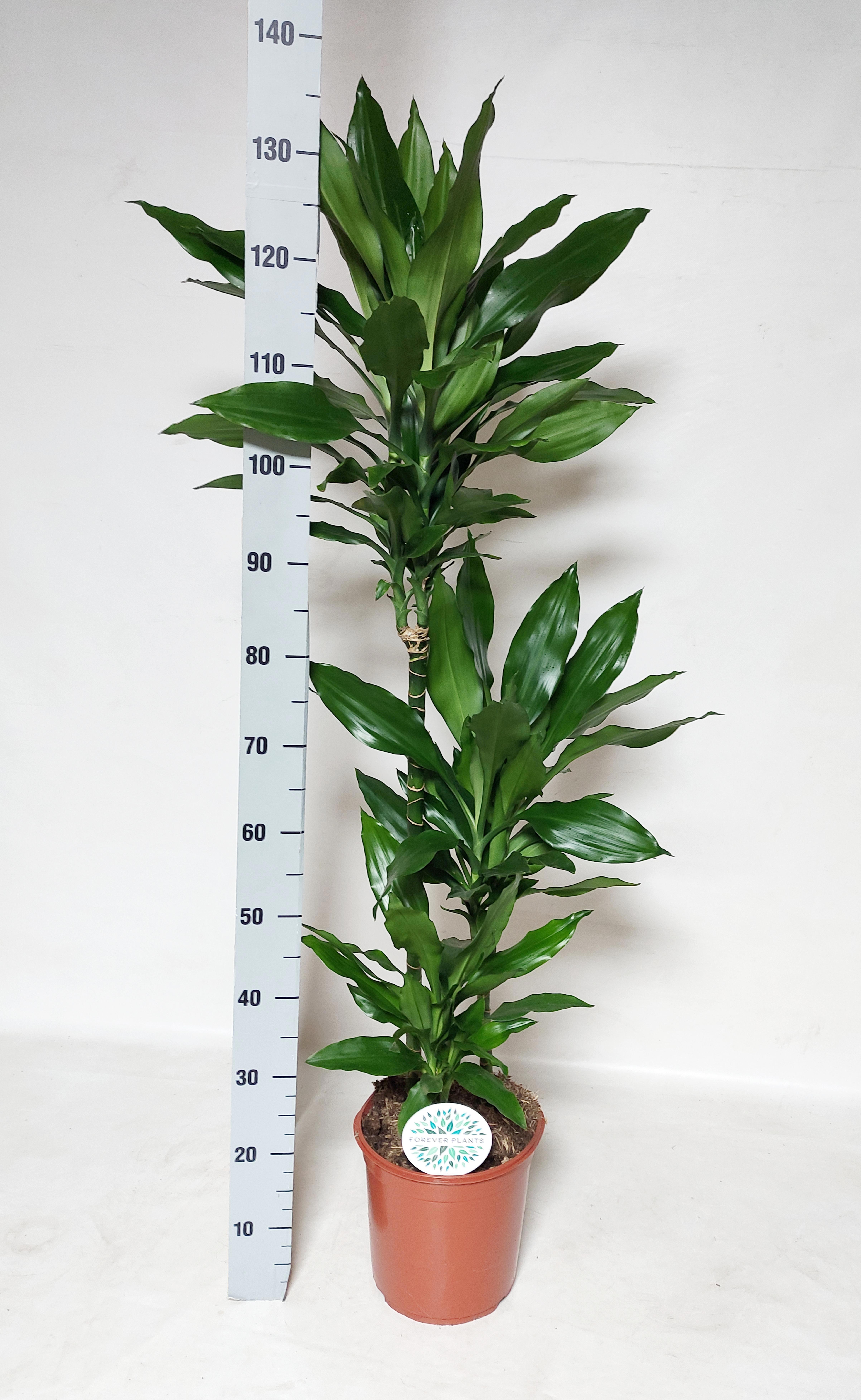 Dra De J Lind 24Ø 135cm
