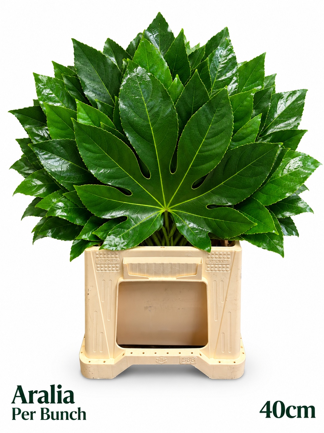 Fatsia Japonica Bs 40L.cm