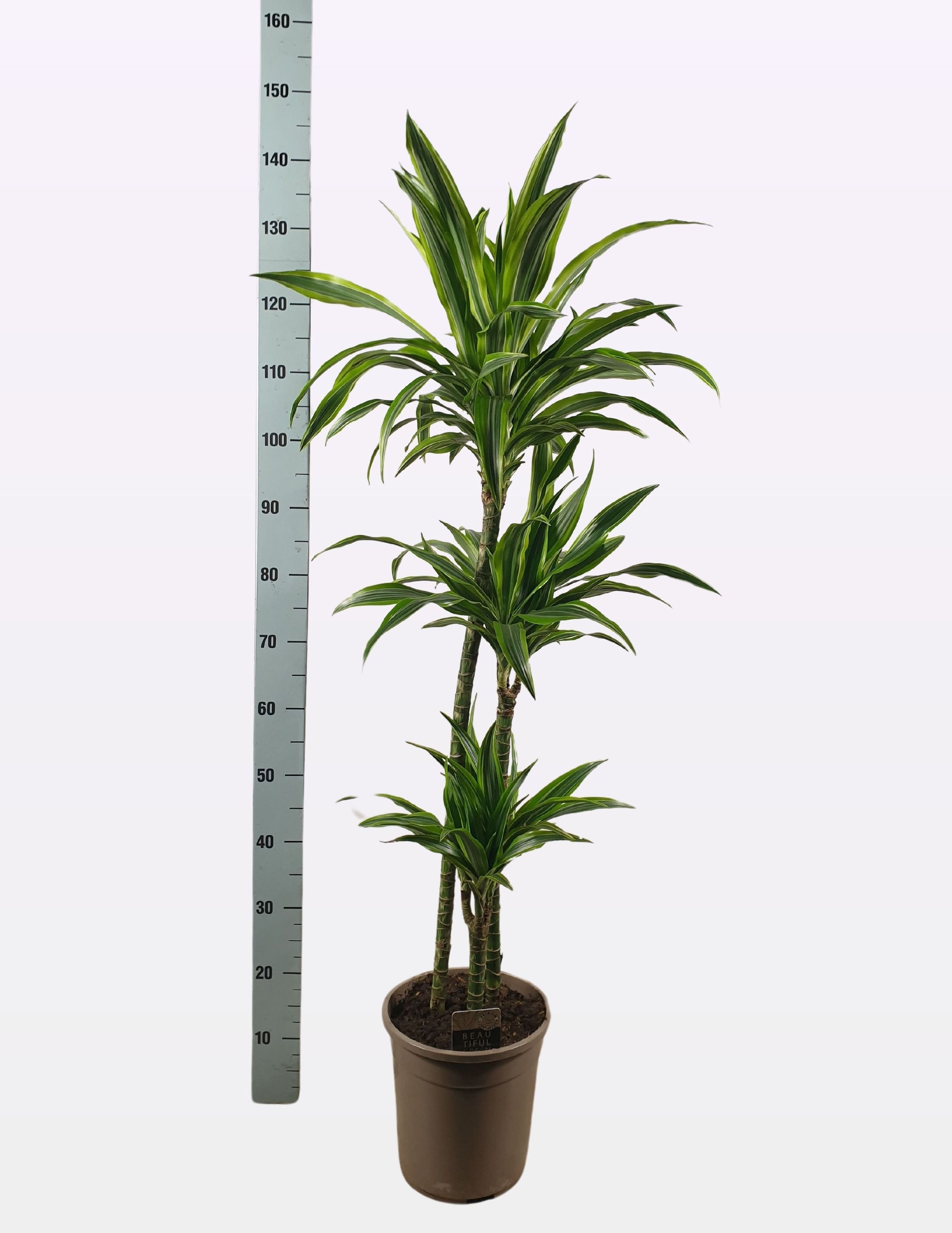 Dra De Lemon Lime 24P 145H 3stek 2kop