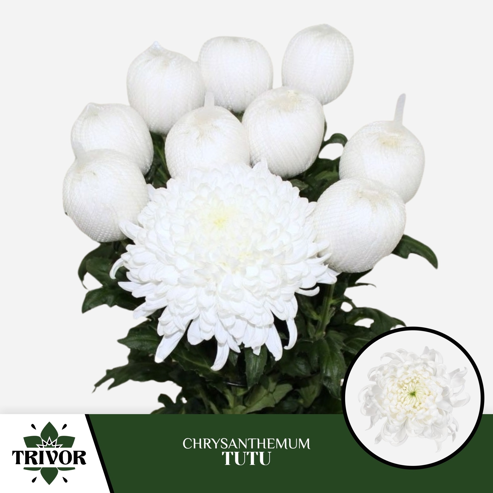 Chrys Single Tutu 70cm 70gram