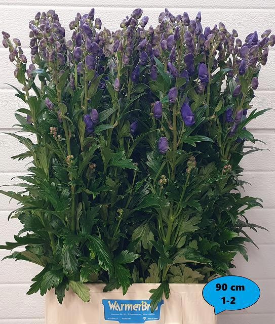 Aconitum Arensi 90cm