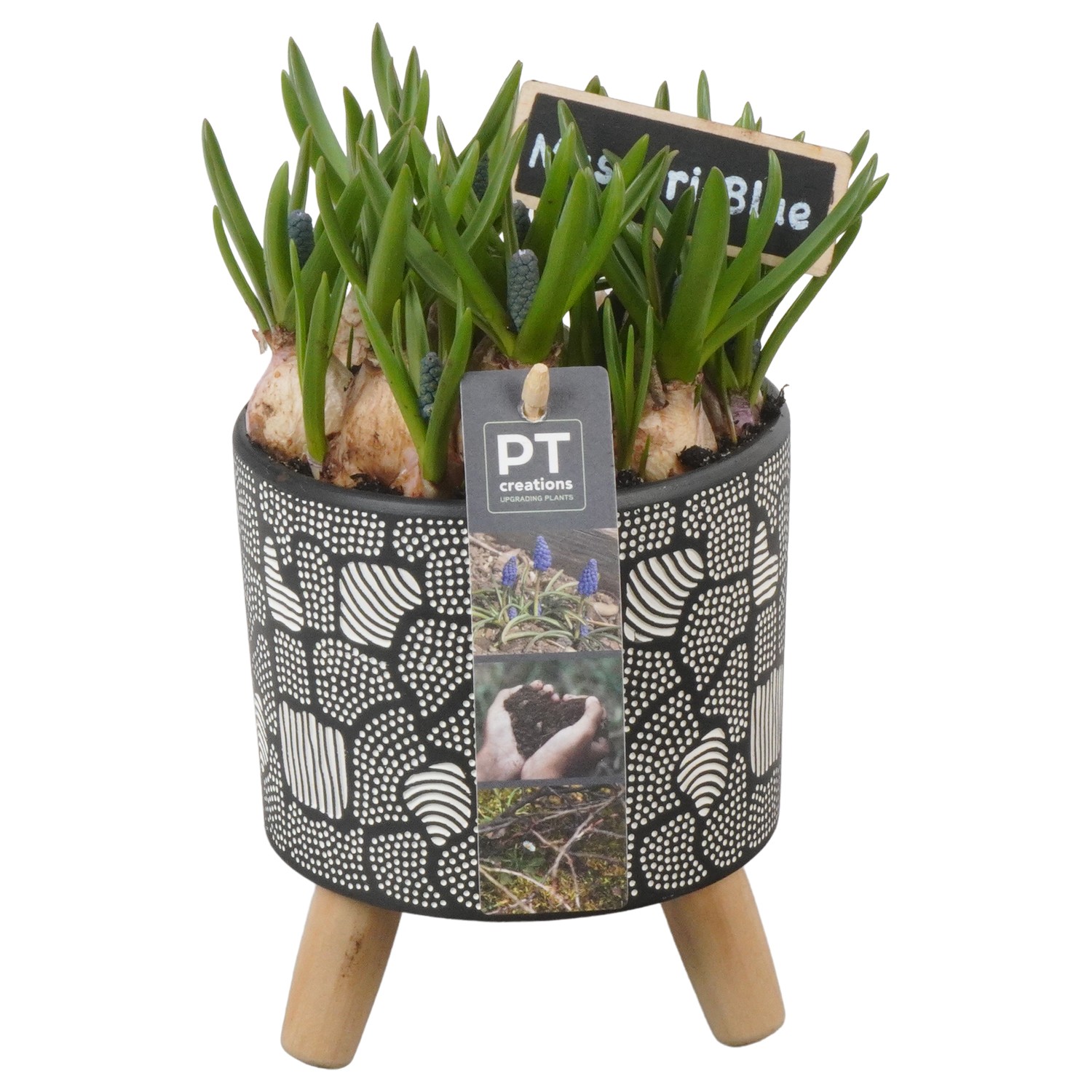 Picture of PTMB1079 Arrangement Muscari in ceramic pot P12 21CM