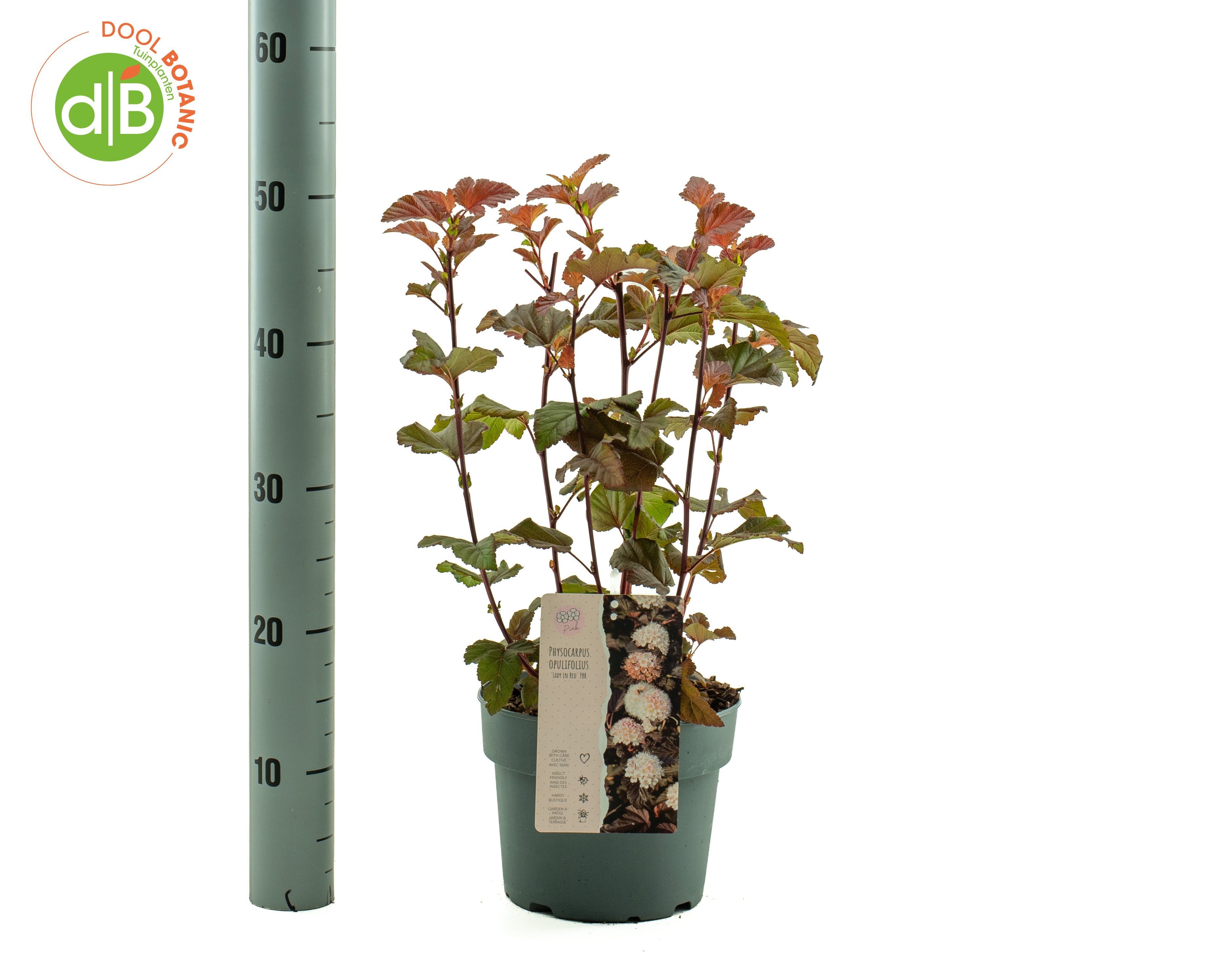 Physocarpus opulifolius Lady in Red ('Tuilad')