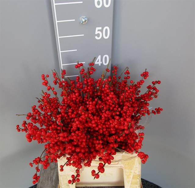 Ilex Verticlilata 40cm