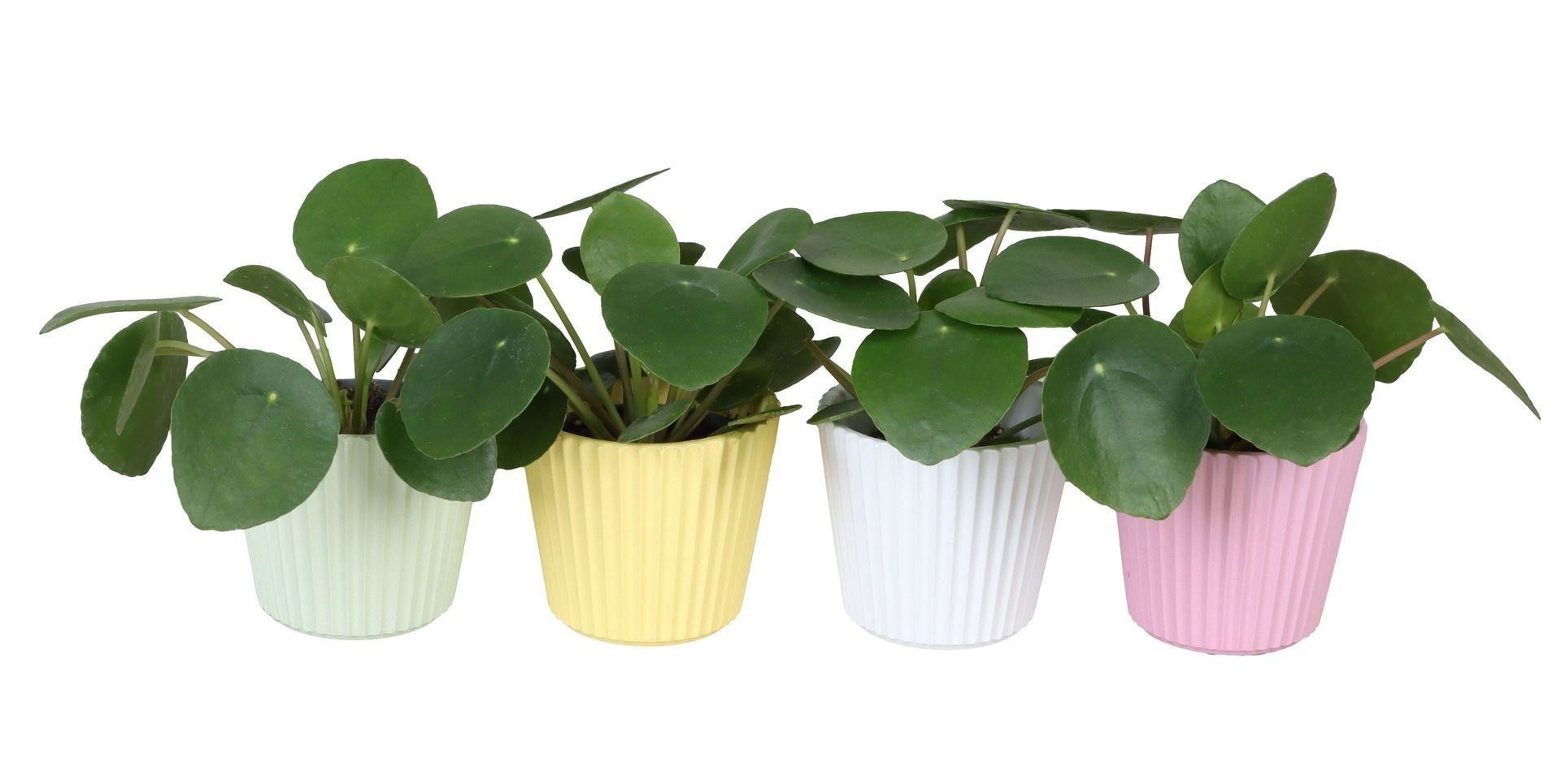 Pilea L 65922 with Pilea Peperomioides
