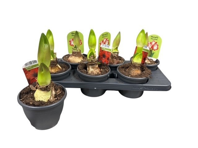 Hippeas Gem 2 Srt