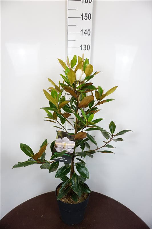 Picture of Magnolia grand. Little Gem P29 (10 Ltr) (LOOSE)