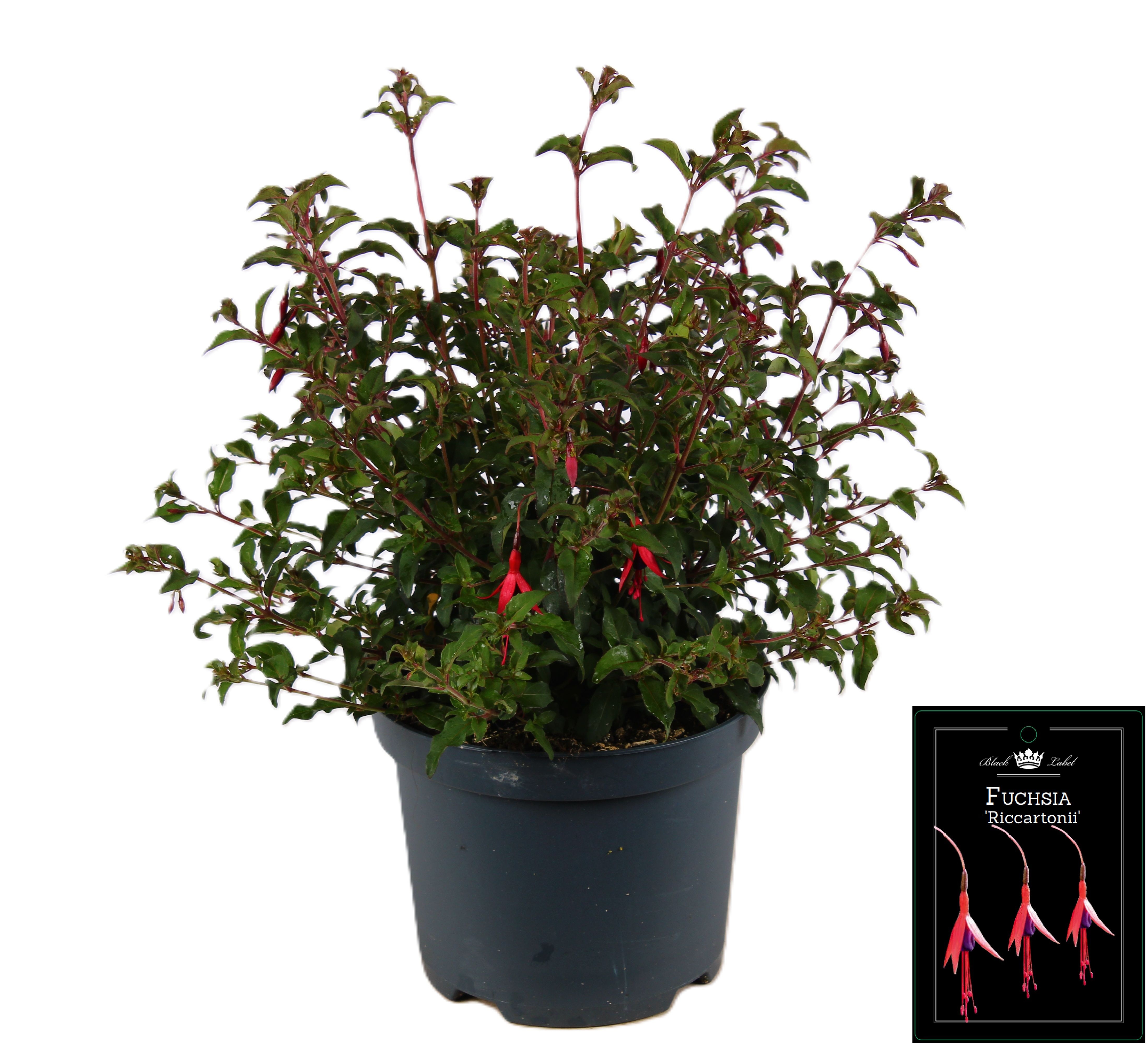 Picture of Fuchsia Riccartonii