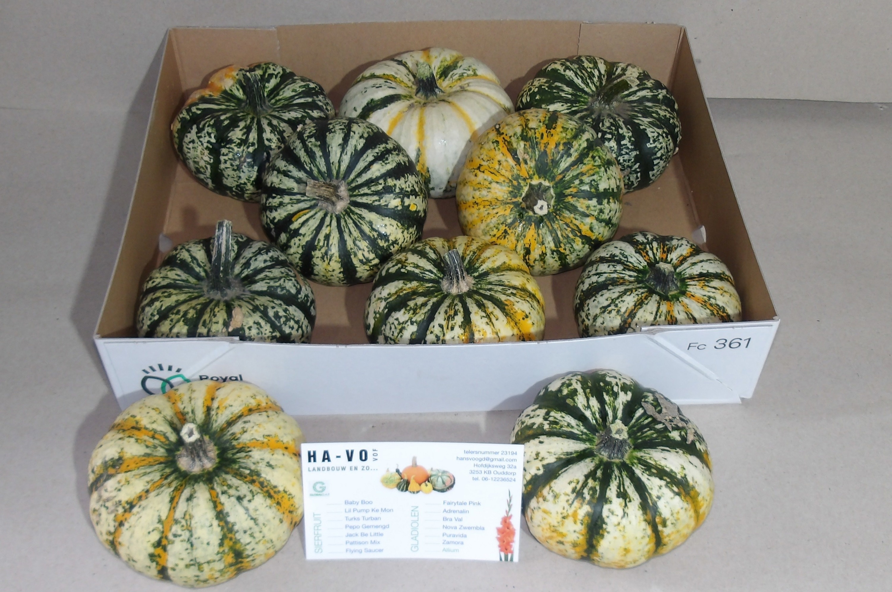 Cucurbita P-ke Mon