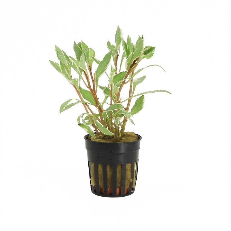 Ludwigia sp. white