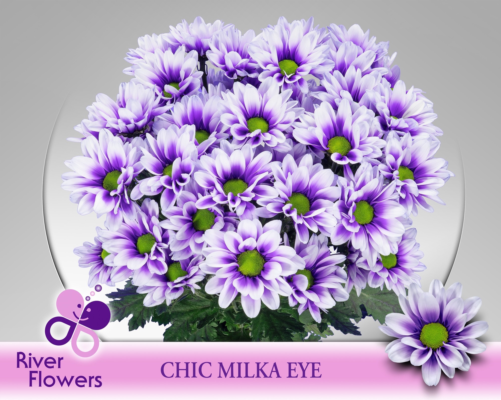 Chrys Spray Chic Painted 70cm 80gram