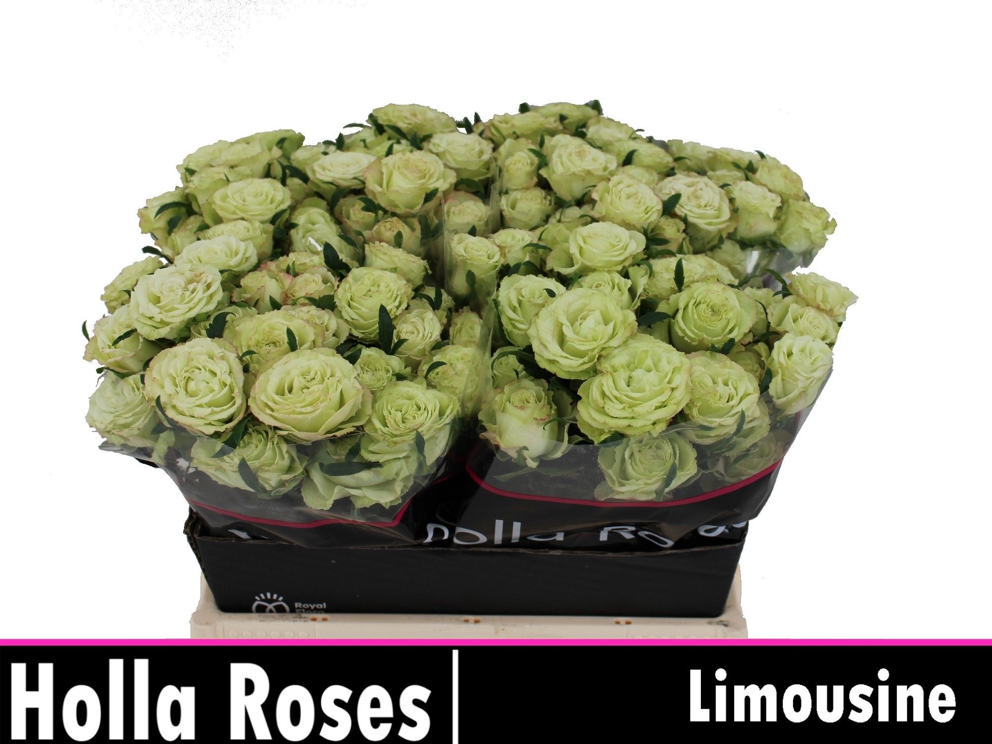 Rosa Spr Limousine 40cm