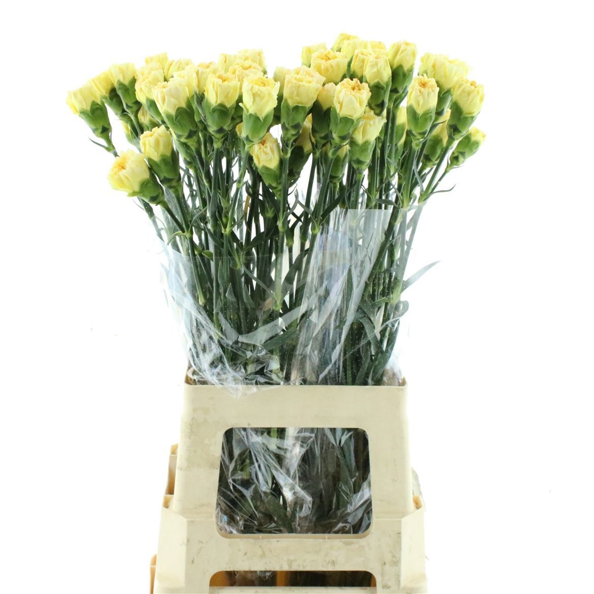 Dianthus Golden Gate 70cm