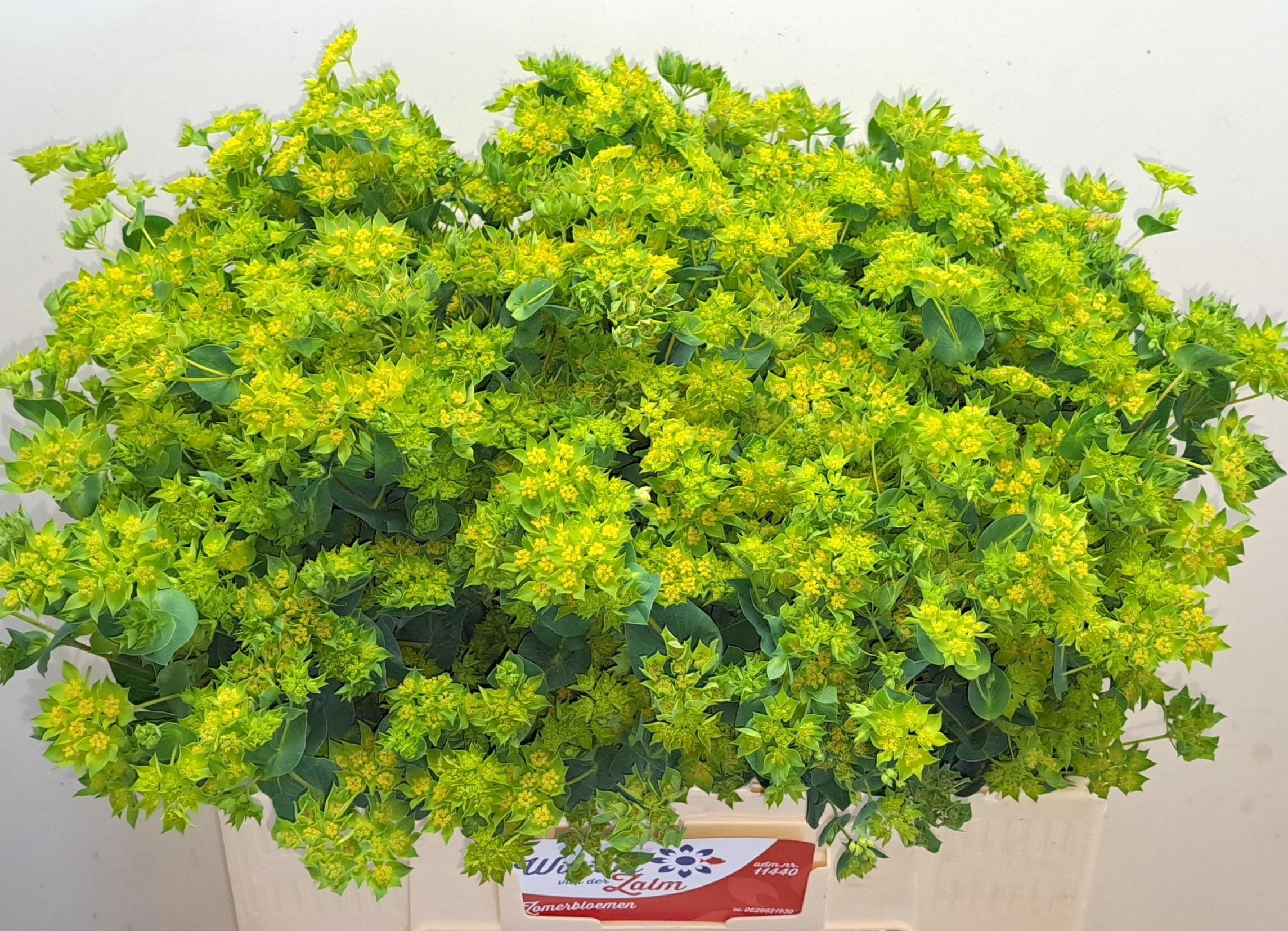Bupleurum Griffithii 60cm