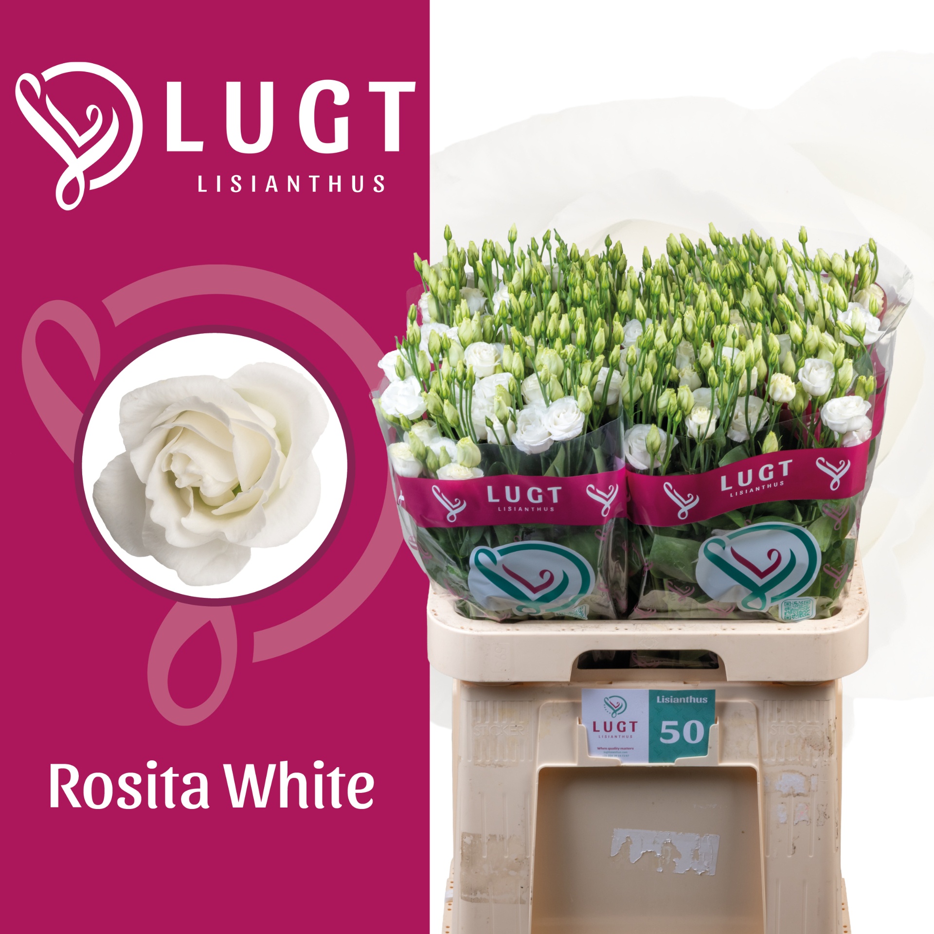 Eus G Rosi White