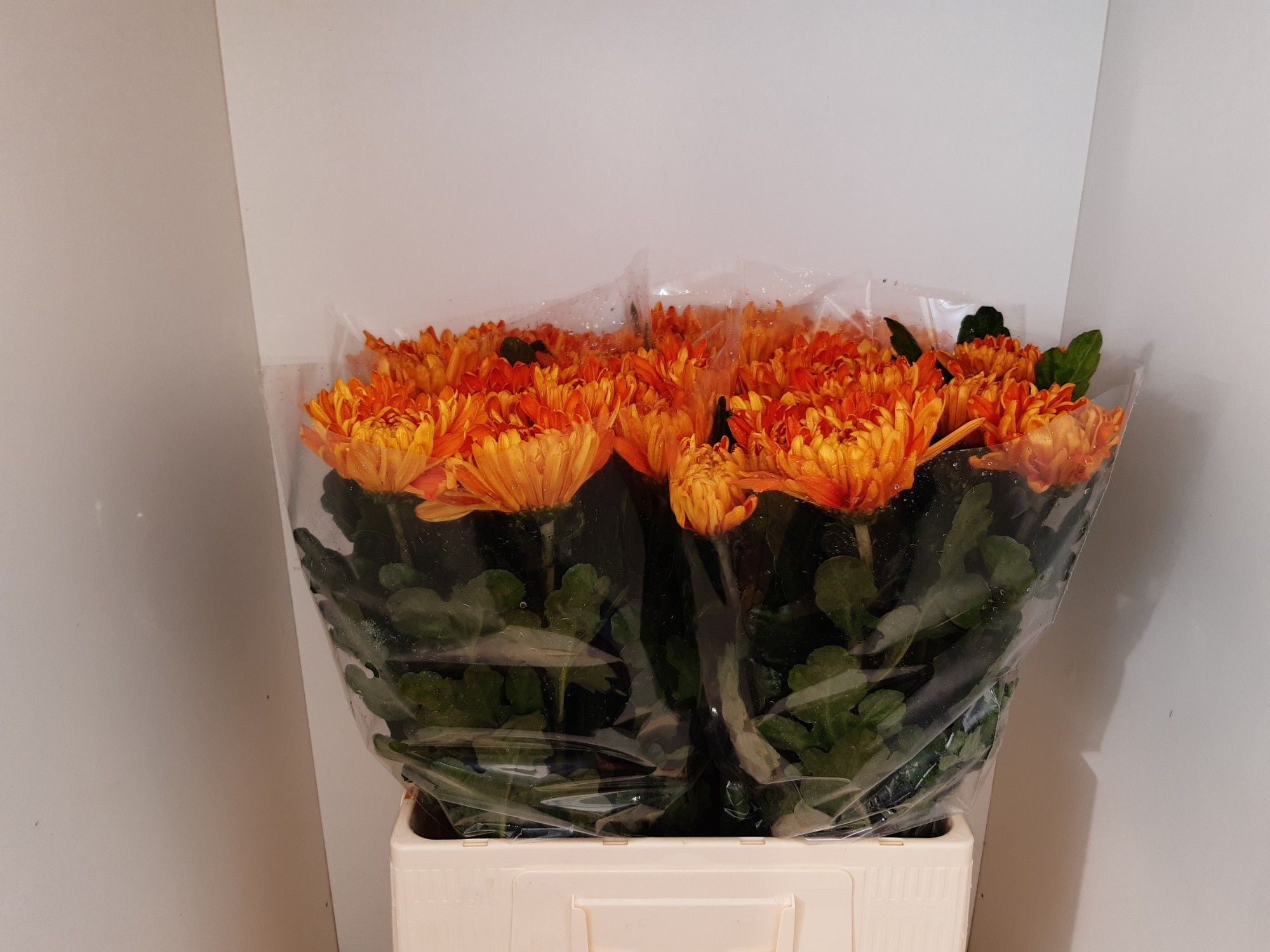 Chrys Single Astro 60cm 75gram