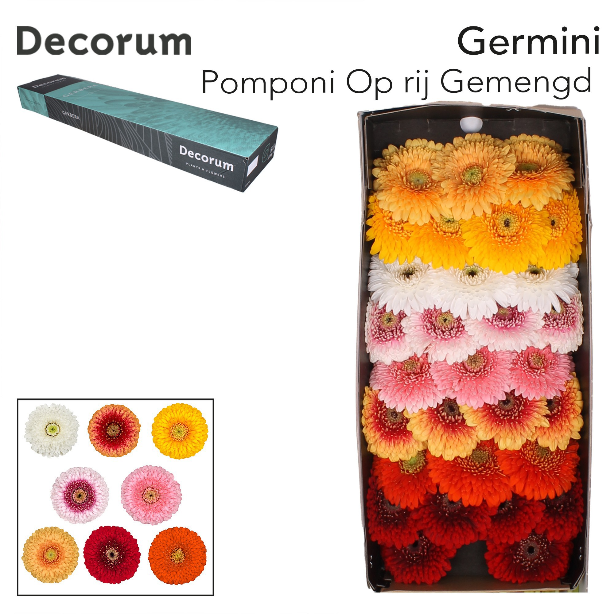 Ge Bv Pom Rij Gem