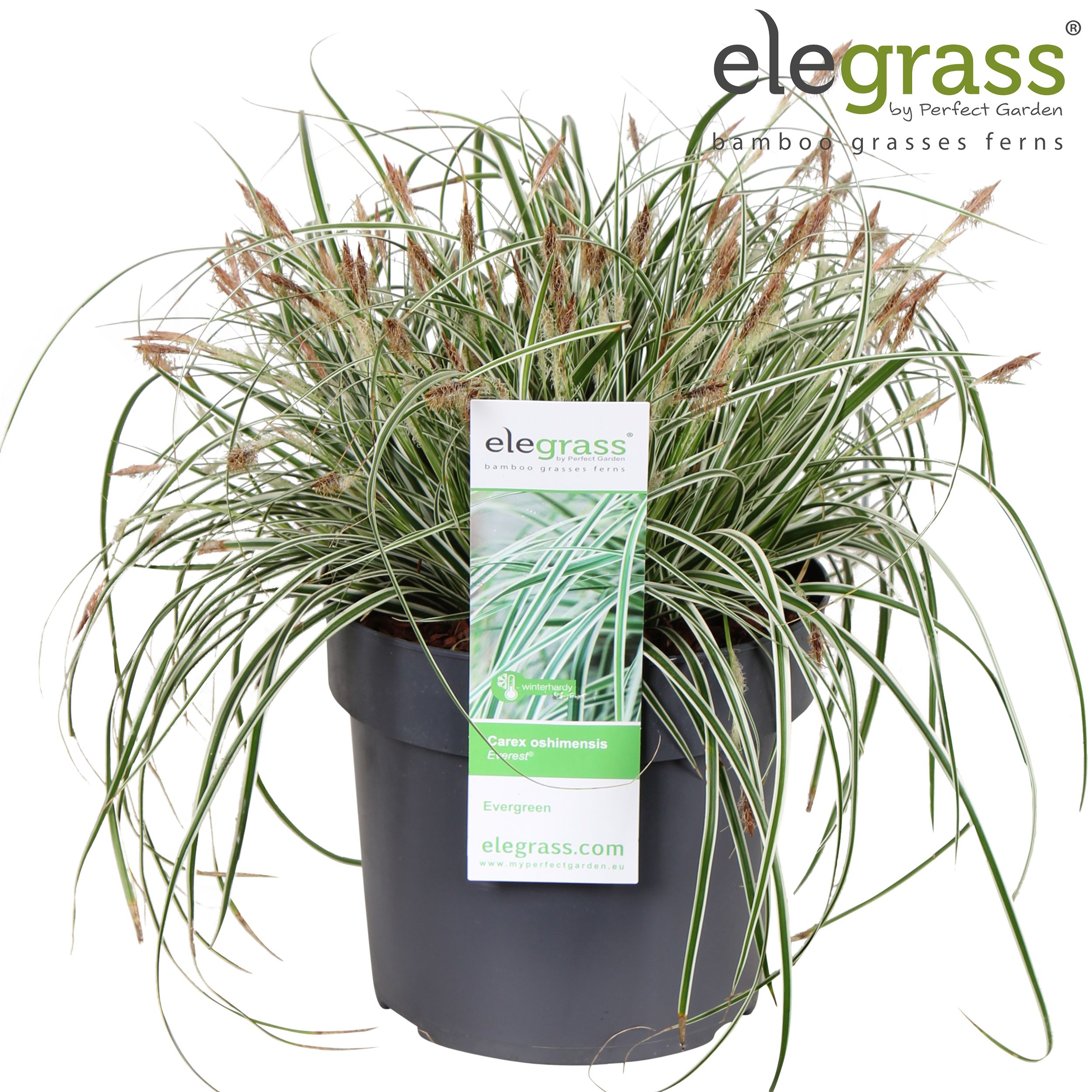 Carex osh. Everest | Gardenline