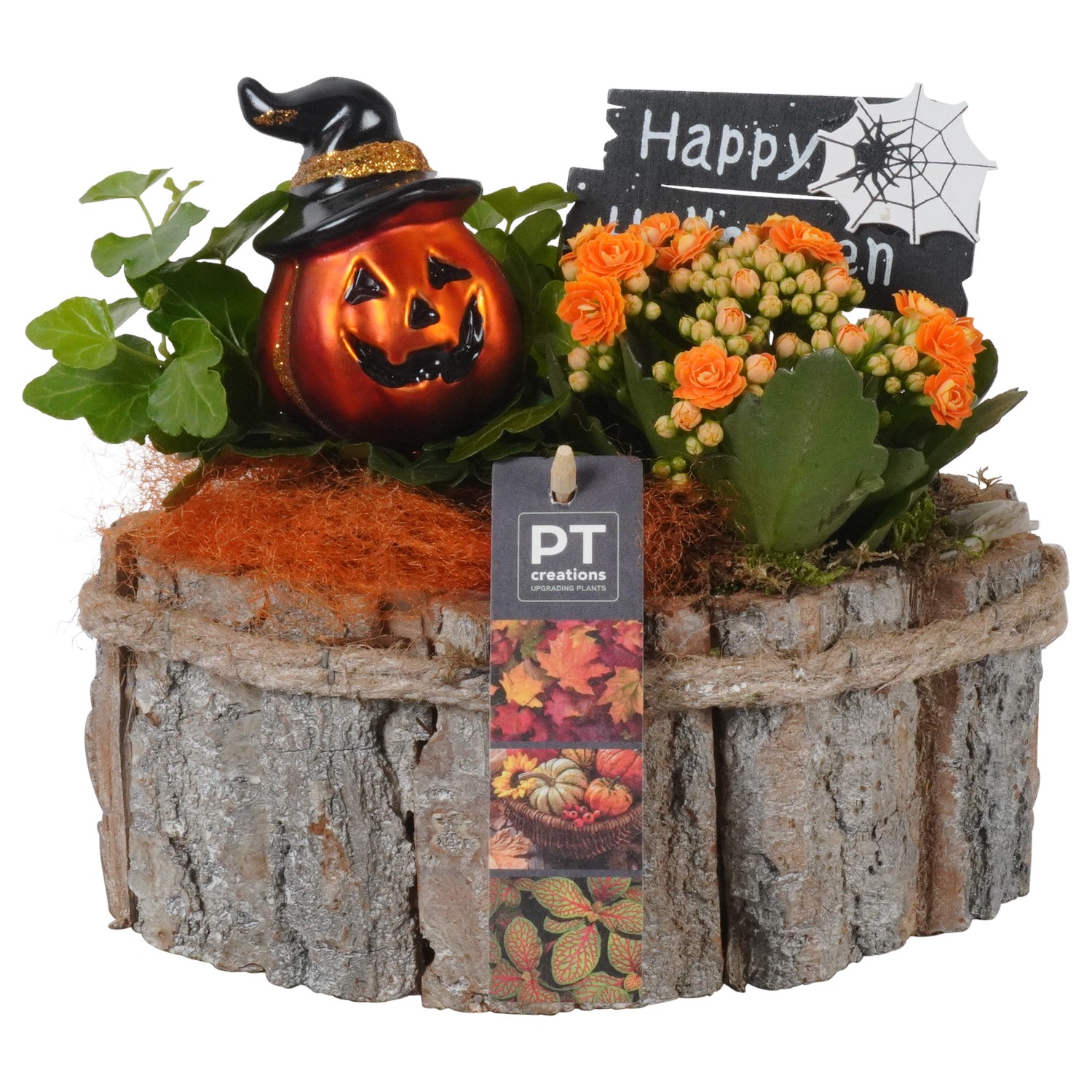 Picture of PTHL1935 Arrangement Halloween in wooden boat P22 18cm