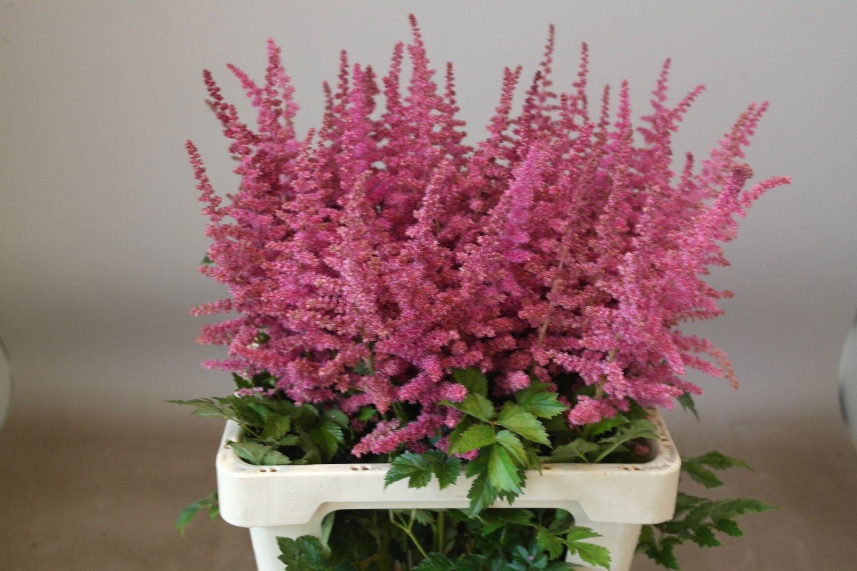 Astilbe Loud N Proud 60cm