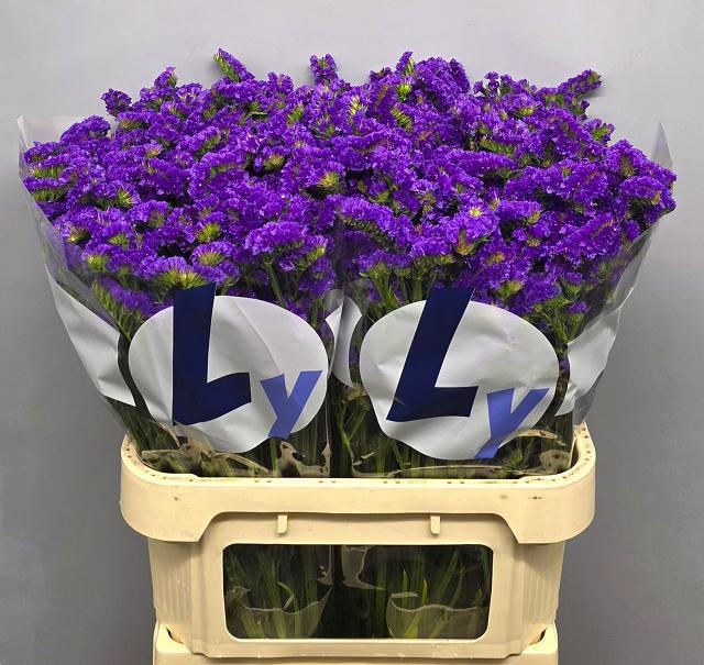 Limonium St Ocean Sun Bird 80cm 48gram