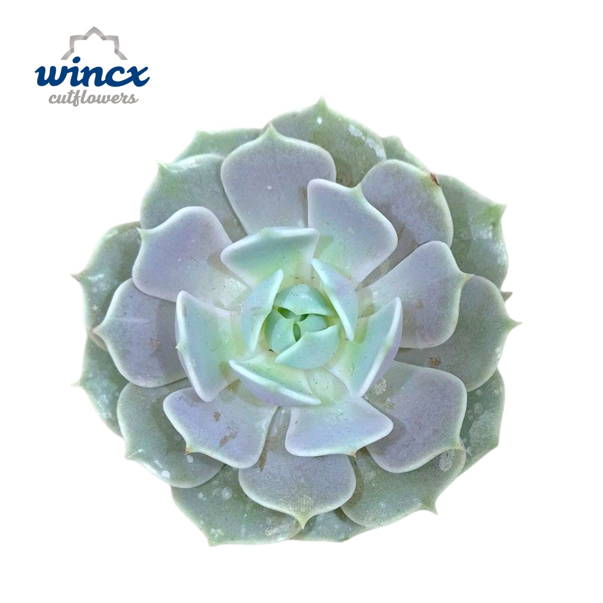 Echeveria Lola Cutflower