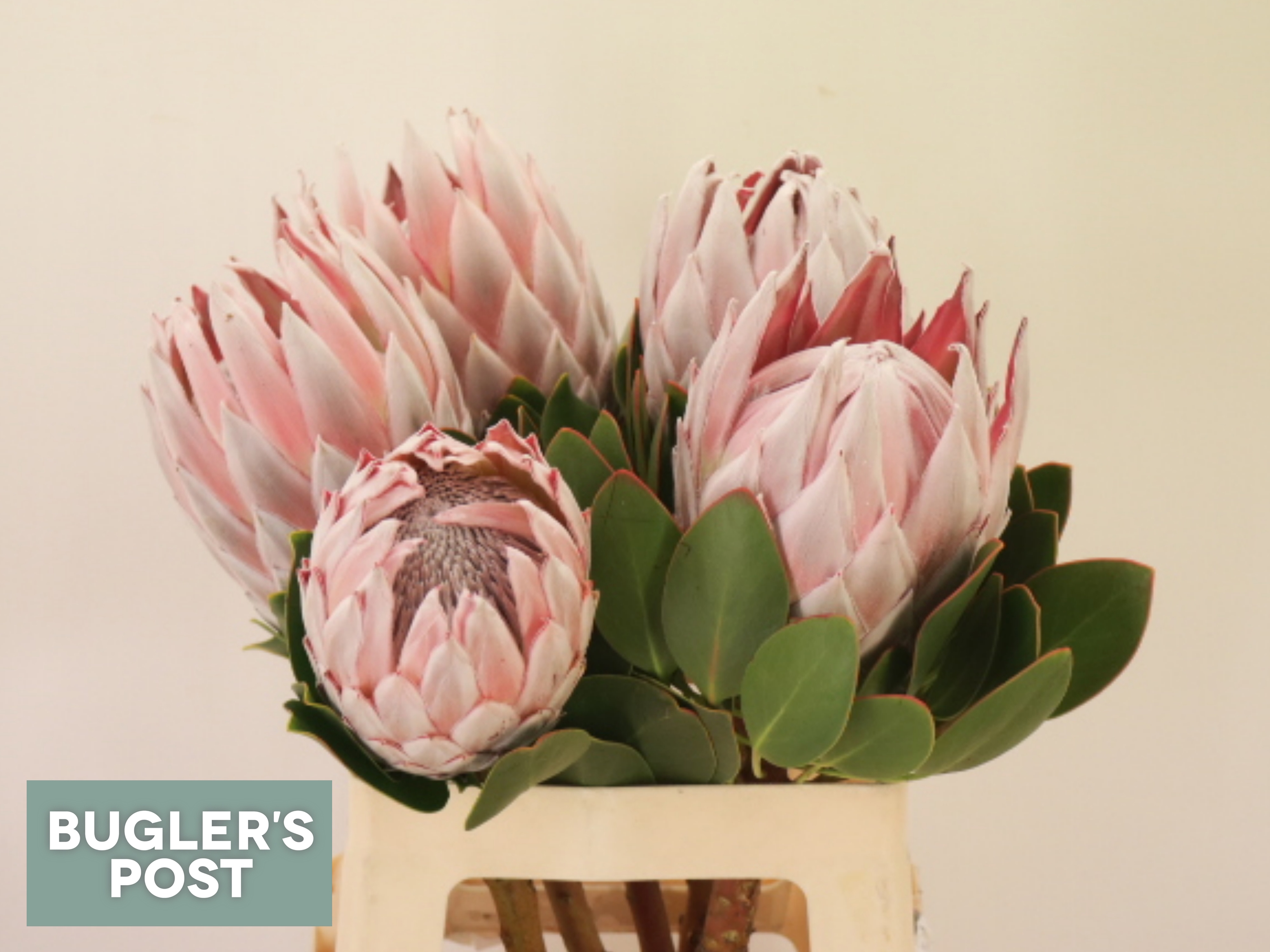 Protea Cynaroides 60cm