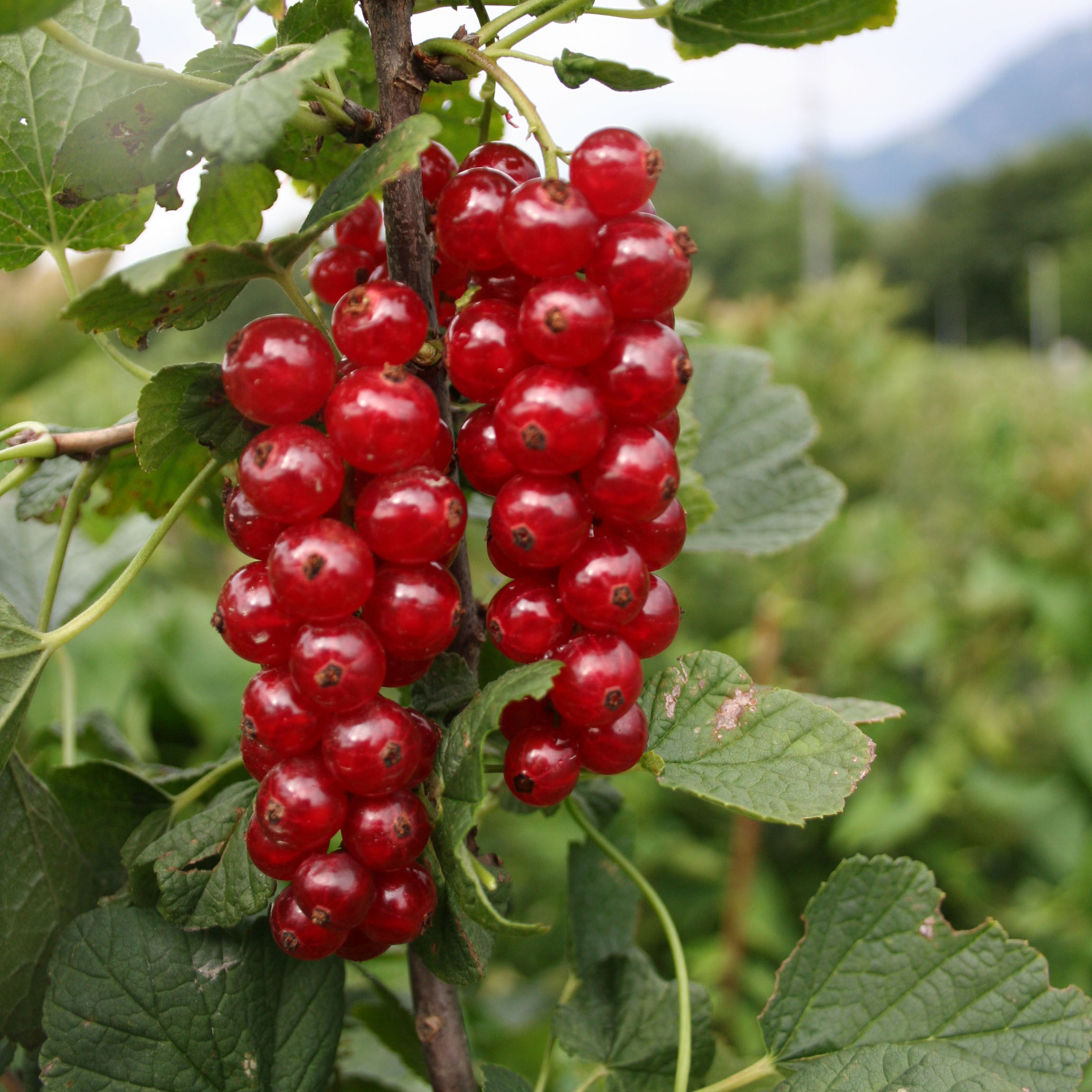 Ribes BIO Ribes rubrum 'Sonette'® Ribest® DE-ÖKO-006