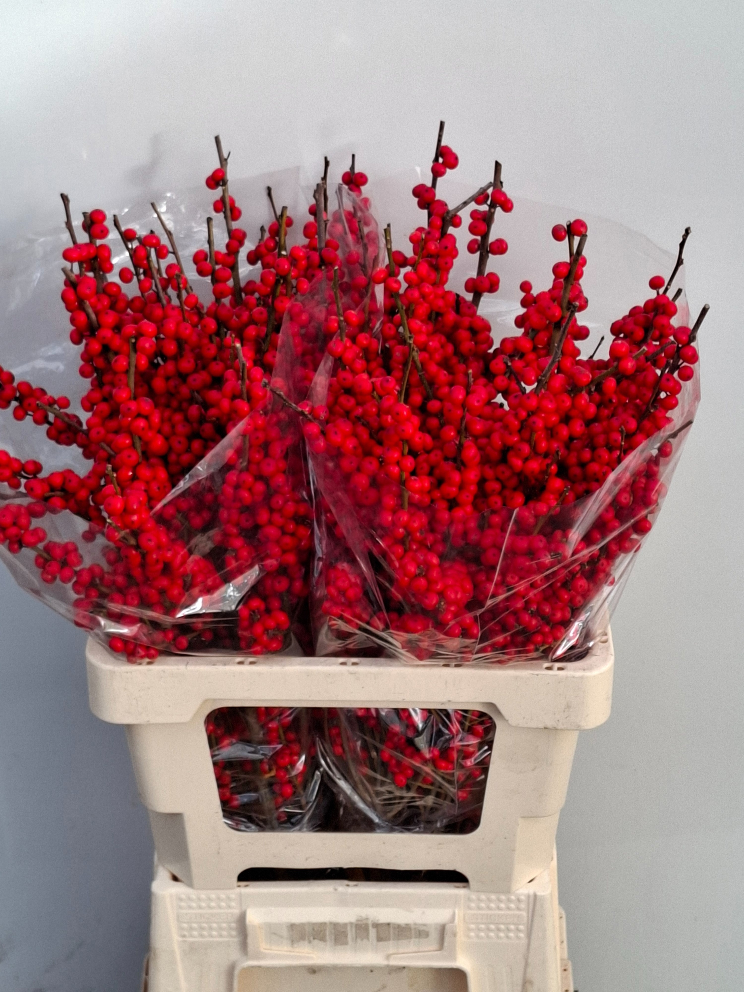 Ilex Verticlilata 60cm