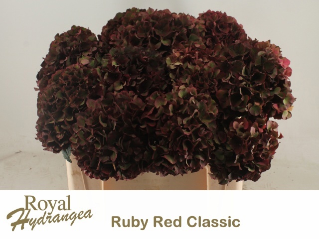 Hydrangea Ruby Red Classic 50cm 15Ø