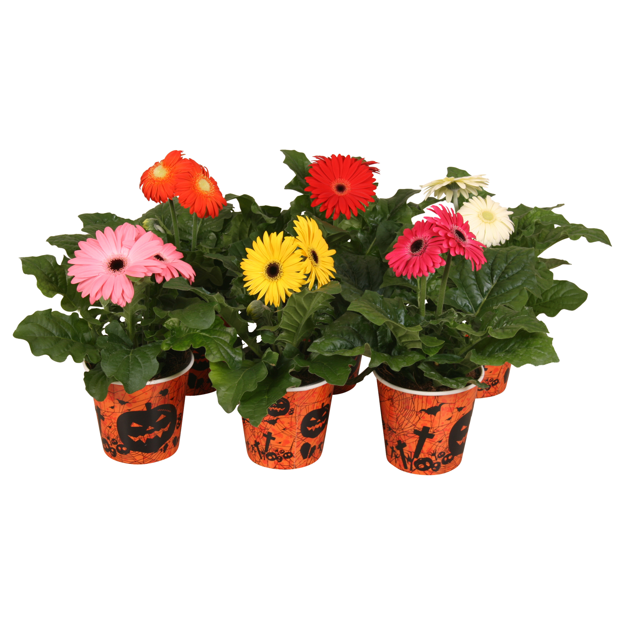 Picture of Gerbera illuminated in Halloween potcover P12 20CM