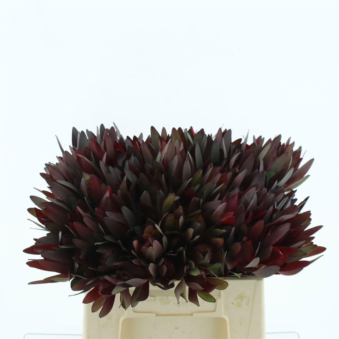 Leucadendron Safari Sunset 40cm