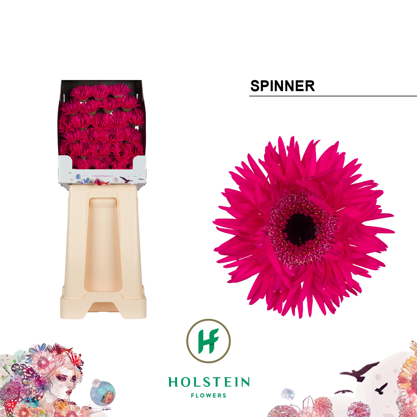 Germini Spider Spinner Diamond
