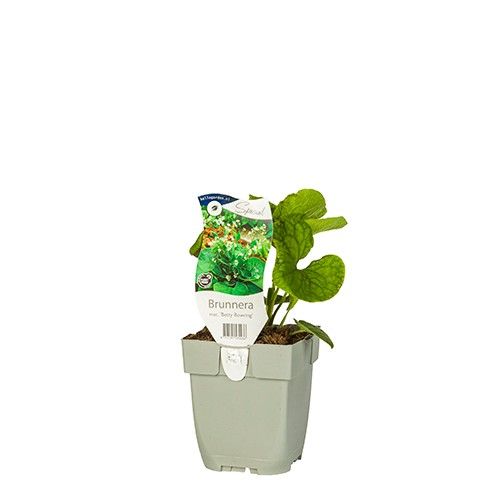 Brunnera macrophylla 'Betty Bowring'