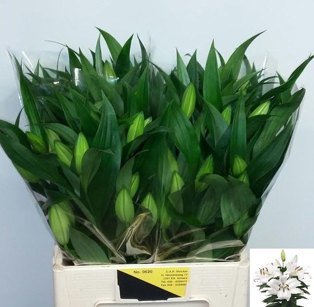 Lilium Ot Zambesi 60cm 2/4bl